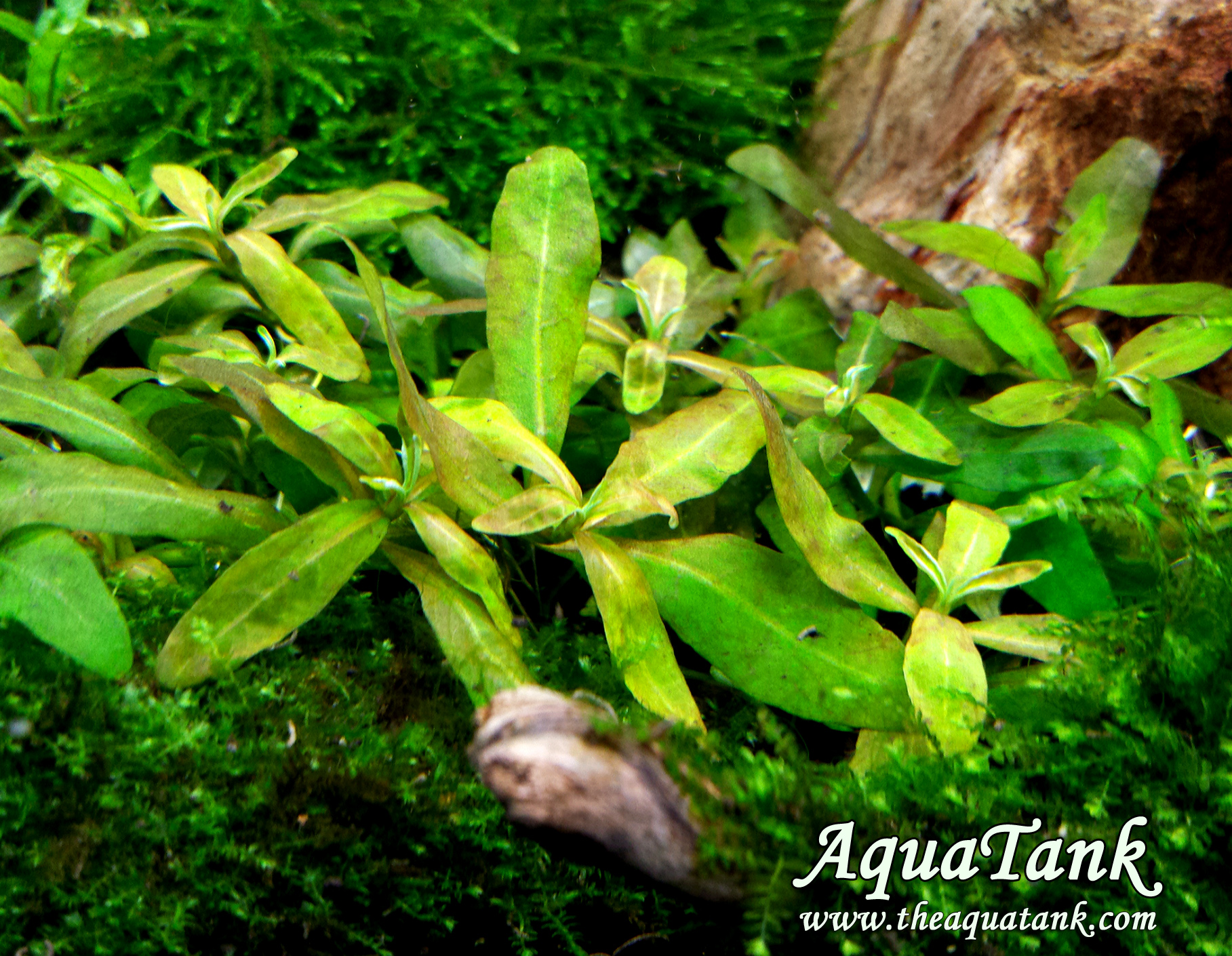 Staurogyne repens brown aquarium plant AquaTank Rare Aquarium Plants